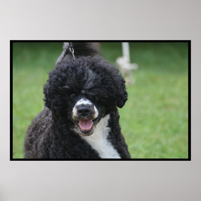 Adorable Portuguese Water Dog Poster (Front)