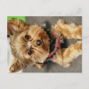 Adorable Postcard
