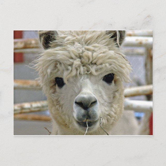 Adorable Postcard (Front)