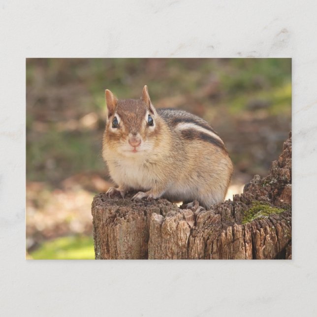 Adorable pregnant chipmunk postcard (Front)
