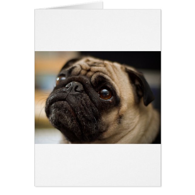 Adorable Pug (Front)