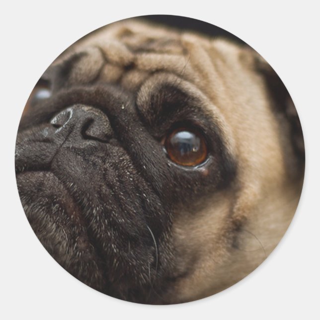 Adorable Pug Classic Round Sticker (Front)