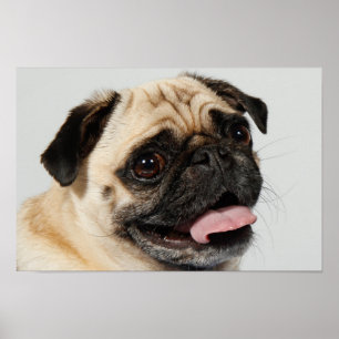 adorable pug dog poster