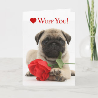 Adorable Pug Puppy Valentine with a Red Rose Holiday Card
