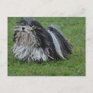 Adorable Puli Dog Postcard