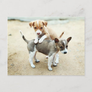 Adorable Puppies Playing on Beach Postcard