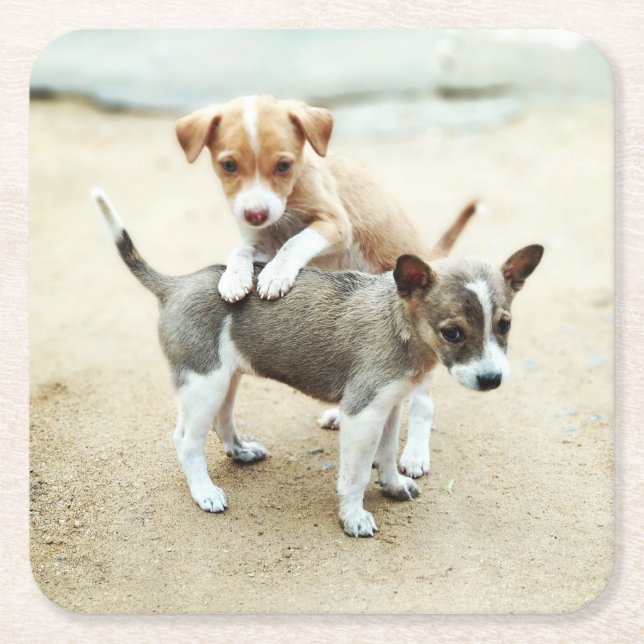 Adorable Puppies Playing on Beach Square Paper Coaster (Front)