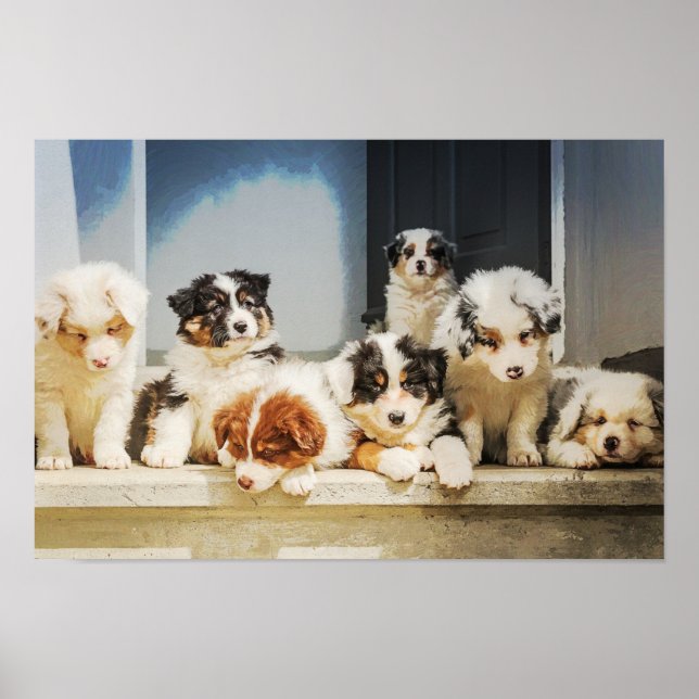 Adorable Puppies Poster (Front)