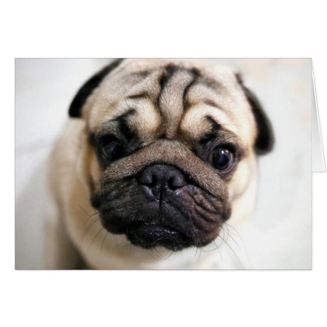 Adorable Puppy Eyes Pug (Front Horizontal)