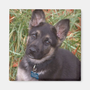 Adorable Puppy Magnets