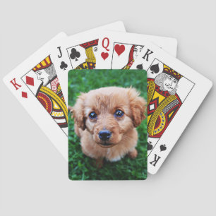 Adorable Puppy on Lawn Photo Playing Cards
