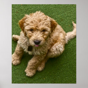 Adorable Puppy Photo Poster