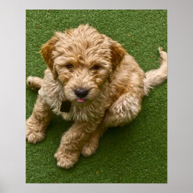 Adorable Puppy Photo Poster (Front)