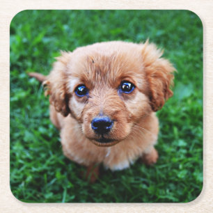Adorable Puppy Photo Square Paper Coaster
