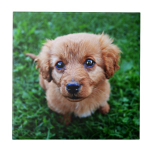 Adorable Puppy Photo Tile
