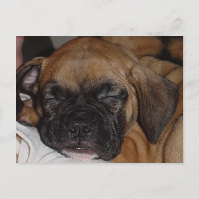 Adorable Puppy Sleeping Post Card (Front)