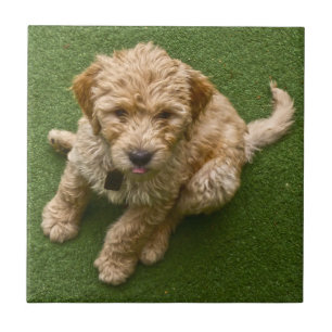 Adorable Puppy Tile