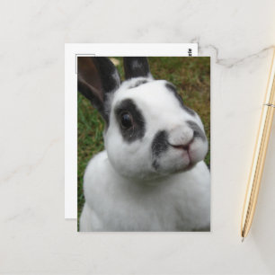 Adorable Rabbit Postcard