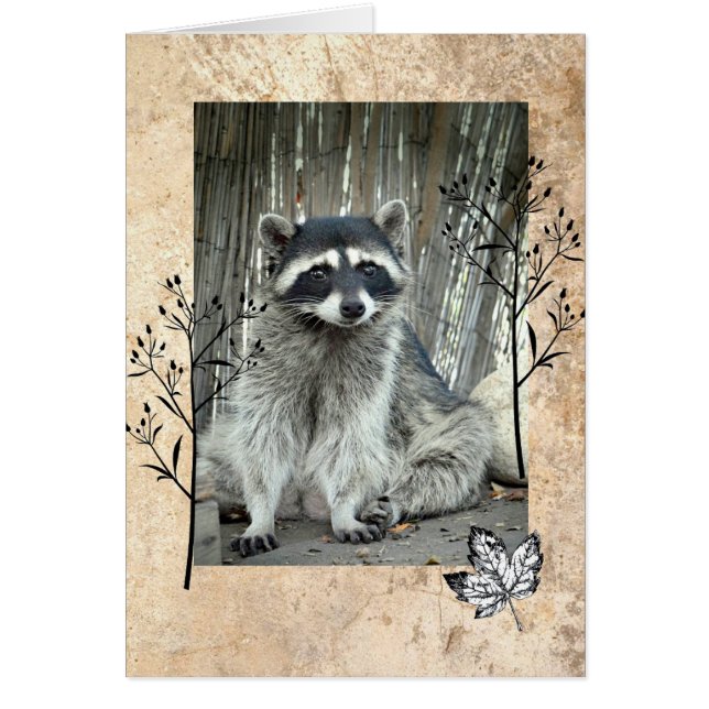 Adorable Racoon (Front)