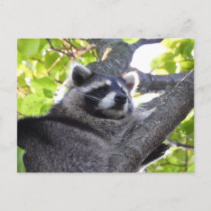 Adorable Racoon Close Up Postcard