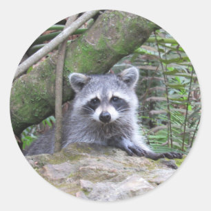 Adorable Racoon Stickers