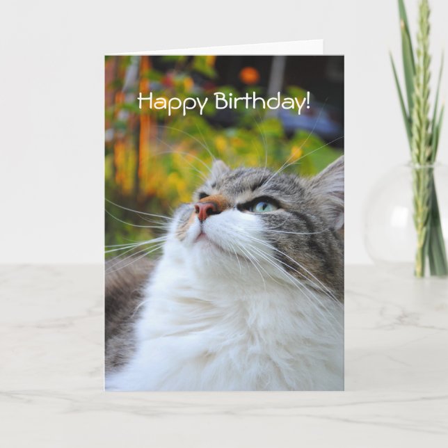 Adorable Ragdoll Cat Happy Birthday Card (Front)