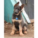 Adorable Rare Blue German Shepherd Puppy Standing Photo Sculpture<br><div class="desc">Blue German shepherd puppies. she has the cuteness thing down pat. 
The colour blue is a rare colour that is due to a recessive gene that both parents must carry for the  blue/grey pups to be born.</div>