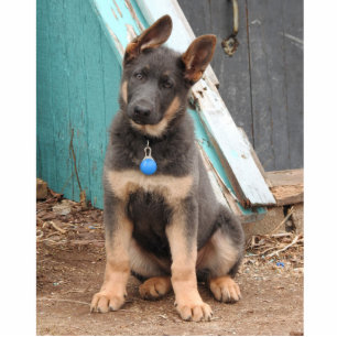 Adorable Rare Blue German Shepherd Puppy Standing Photo Sculpture
