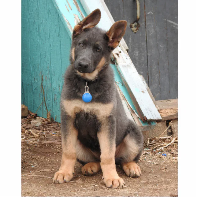 Adorable Rare Blue German Shepherd Puppy Standing Photo Sculpture | Zazzle