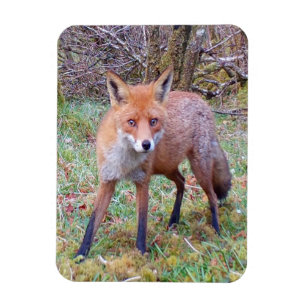 Adorable Red Fox Portrait Nature Wildlife Art Magnet