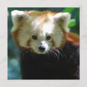Adorable Red Panda Invitations