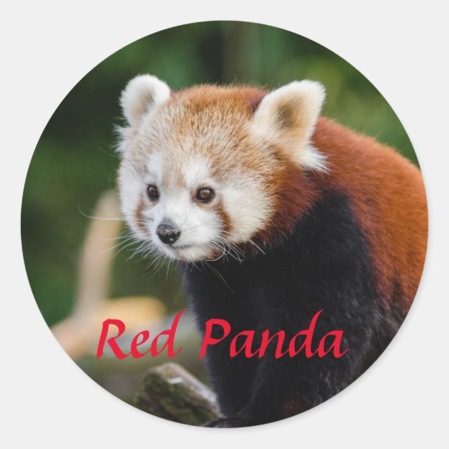 Adorable Red Panda Photo Classic Round Sticker (Front)