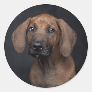 Adorable Rhodesian Ridgeback Puppy Portrait Dog Ph Classic Round Sticker