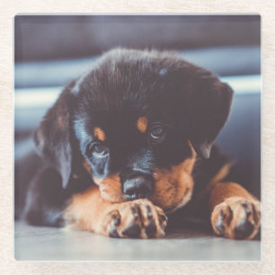 Adorable Rottweiler Puppy Dog Resting Glass Coaster
