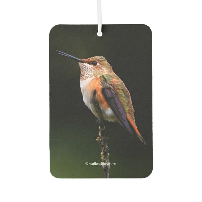 Adorable Rufous Hummingbird on Branch Car Air Freshener (Front)