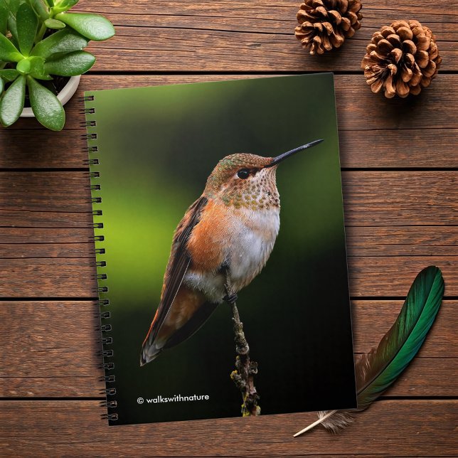 Adorable Rufous Hummingbird on Branch Notebook (Rufous Hummingbird Poses on the Hybrid Fruit Tree Journal Cover Photo 2)