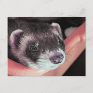 Adorable Sable Ferret Photo Postcard