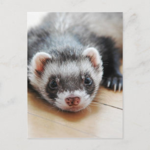 Adorable Sable Ferret Postcard