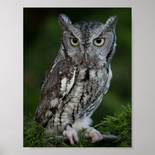 Adorable Screech Owl poster