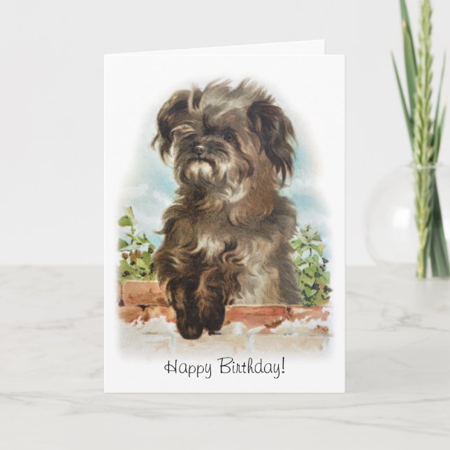 Adorable scruffy dog birthday card (Front)