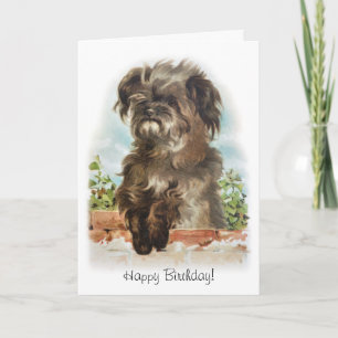 Adorable scruffy dog birthday card