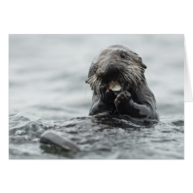 Adorable Sea Otter (Front Horizontal)