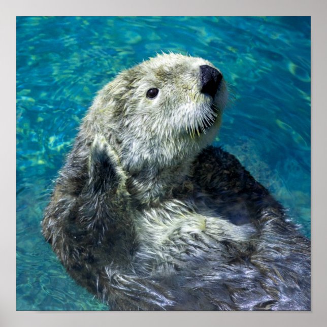 Adorable Sea Otter Cute Blue Water Poster (Front)