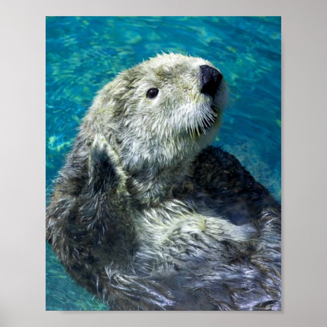 Adorable Sea Otter Cute Blue Water Poster (Front)