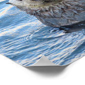 Adorable Sea Otter Peeks Poster (Corner)