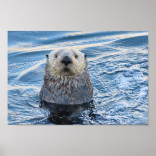 Adorable Sea Otter Peeks Poster