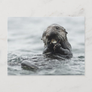 Adorable Sea Otter Postcard