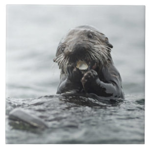 Adorable Sea Otter Tile