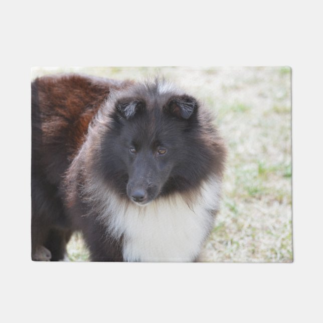 Adorable Sheltie Doormat (Front)