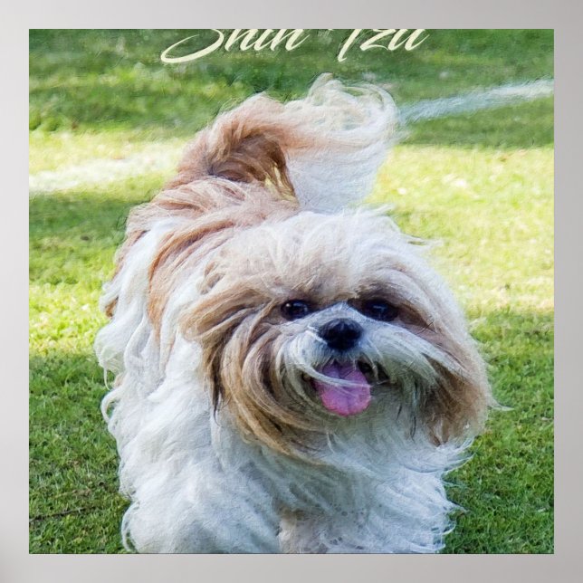 adorable Shih Tzu dog Poster (Front)